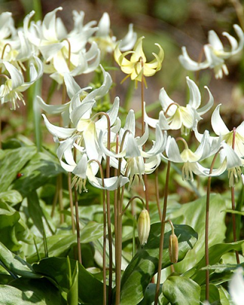 Erythronium white beauty_0x600.jpg